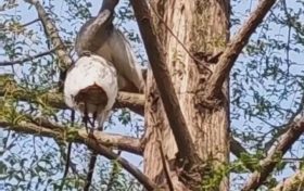 ?罕見！漢中發(fā)現(xiàn)最晚出生的朱鹮幼鳥！縮略圖