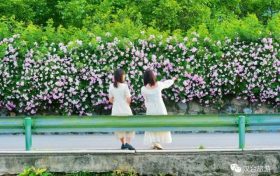 喜訊！漢臺(tái)有個(gè)小鎮(zhèn)會(huì)“深呼吸”縮略圖