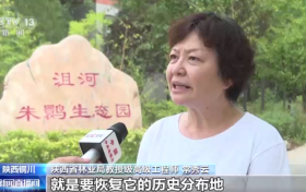 央視新聞：朱鹮野化放飛十年邁過(guò)三道“難關(guān)”縮略圖