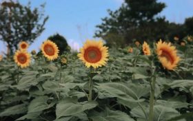 出片率100%！漢臺(tái)這里藏著一片向日葵花?？s略圖