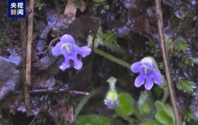 開花啦！全國僅漢中有！縮略圖