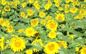 佛坪這一大片向日葵燦爛綻放！縮略圖
