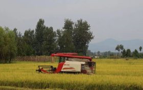 稻浪飄香！城固秋日“豐”景美如畫縮略圖