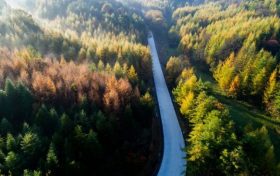 巴山林，一張厚重的鎮(zhèn)巴名片縮略圖