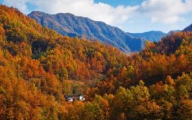 濃濃秋韻染萬物，佛坪賞秋正當時！縮略圖