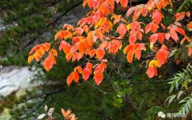 一草一木皆是畫(huà)，佛坪最美的秋天來(lái)了！縮略圖