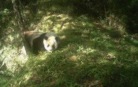 佛坪國家級自然保護(hù)區(qū)里，這些“精靈”們頻繁亮相！縮略圖