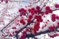 宛若仙境！漢臺(tái)景區(qū)絕美雪景上線縮略圖