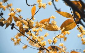 真香預(yù)警，臘梅花開！縮略圖