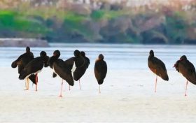 “鳥中大熊貓”現(xiàn)身陜西！縮略圖