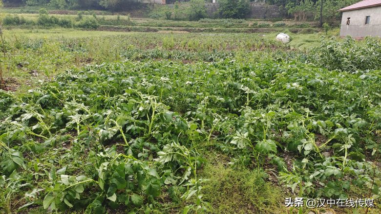 5月7日，漢中市寧強(qiáng)縣突降暴雨及冰雹部分區(qū)域莊稼受損嚴(yán)重插圖3