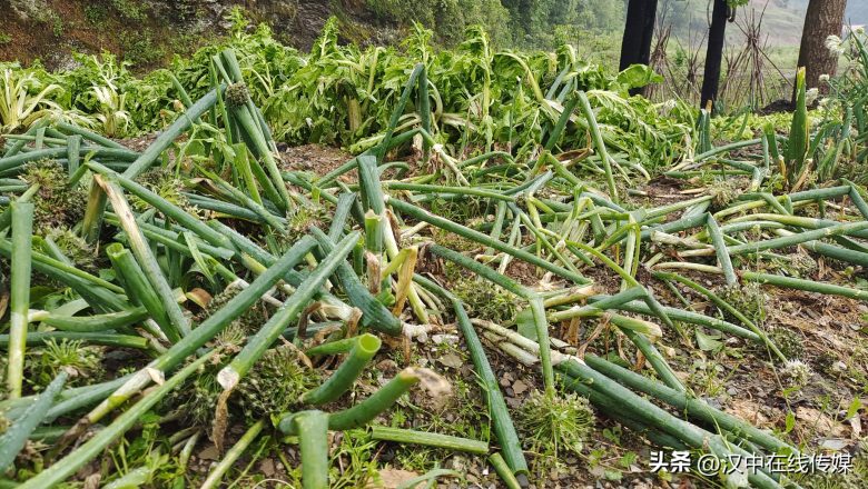 5月7日，漢中市寧強(qiáng)縣突降暴雨及冰雹部分區(qū)域莊稼受損嚴(yán)重插圖