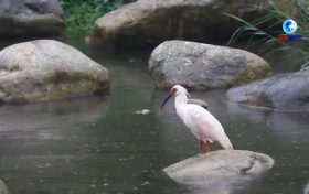 落地陜西！朱鹮國家保護(hù)研究中心獲批縮略圖