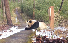 非常罕見(jiàn)！在佛坪一天兩次偶遇了！縮略圖