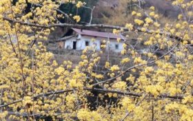 漢中三月黃｜油菜花與茱萸花的春日協(xié)奏曲縮略圖