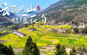 寧強巴山梯田油菜花，藏著漢中最立體的春天！縮略圖