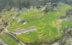 油菜、小麥、茶葉、花期果園低溫凍害風(fēng)險預(yù)警縮略圖