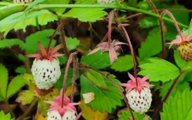 年產(chǎn)值約1200萬元！漢中這個(gè)饃有制作標(biāo)準(zhǔn)了縮略圖