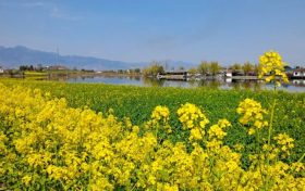 油菜花，“有才華”，“有財花”縮略圖