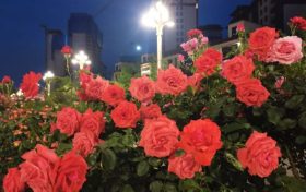 免費欣賞！漢中這條路美成了莫奈花園！轉(zhuǎn)角遇見一城芳華縮略圖