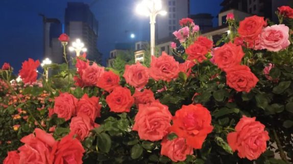 免費(fèi)欣賞！漢中這條路美成了莫奈花園！轉(zhuǎn)角遇見(jiàn)一城芳華縮略圖