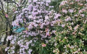 人間四月天，快來(lái)漢江源邂逅高山杜鵑縮略圖