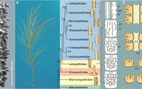 漢中寧強(qiáng)發(fā)現(xiàn)黑珊瑚化石新種縮略圖