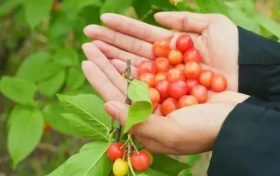 漢中櫻桃熟了，min甜～縮略圖