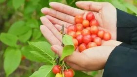 漢中櫻桃熟了，min甜～縮略圖