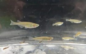 對(duì)水質(zhì)”挑食”！漢中首次發(fā)現(xiàn)該珍稀物種→縮略圖