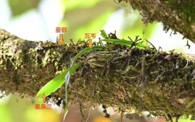 國(guó)家一級(jí)重點(diǎn)保護(hù)！陜西再次發(fā)現(xiàn)縮略圖