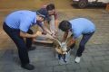 漢臺警民攜手救助一只國家一級保護(hù)動物縮略圖