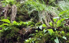 國家二級保護植物獨蒜蘭種群現(xiàn)身陜西略陽縮略圖