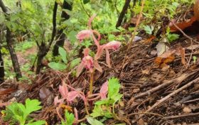 南鄭區(qū)發(fā)現(xiàn)“植物界的精靈”——大根蘭縮略圖