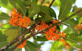 佛坪之秋：滿城金黃作底色，街巷盡染桂花香！縮略圖