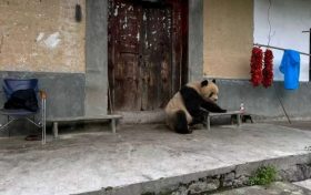 驚喜！佛坪野生大熊貓“光顧”村民家縮略圖