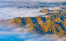 【溫馨提示】致全體市民的文明遛狗倡議書縮略圖