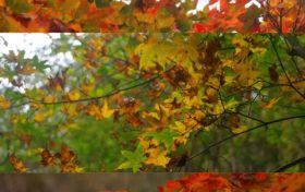 別再問去哪兒賞秋，草川子必須有姓名！縮略圖