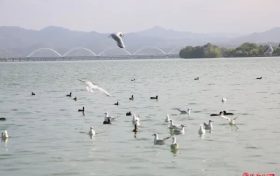 “小精靈”回歸，預(yù)計今年數(shù)量超歷史新高→縮略圖