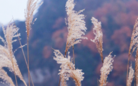 冬啟秋未遠！草川子的秋景仍在等你縮略圖