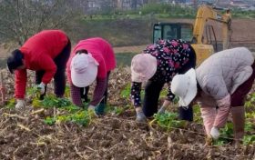 漢臺(tái)新增200畝彩色油菜花種植面積！打造新景觀→縮略圖