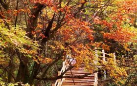 不等了！這個秋天，我就要去草川子~縮略圖