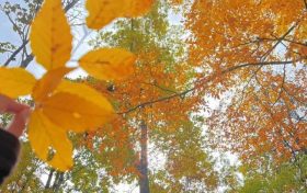 草川子秋日美景上線！抓緊時(shí)間沖→縮略圖