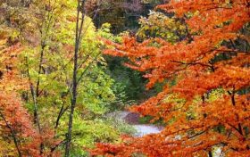 秋遇草川子，紅葉醉游人縮略圖