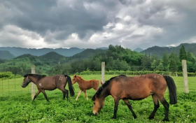 秦嶺“活化石”寧強(qiáng)馬榮登國家級保護(hù)名錄縮略圖