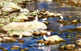 秦嶺深處“護鳥傳奇”，看佛坪如何繪就人鳥和諧新畫卷縮略圖