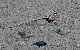 珍稀白冠長(zhǎng)尾雉種群現(xiàn)身漢中縮略圖